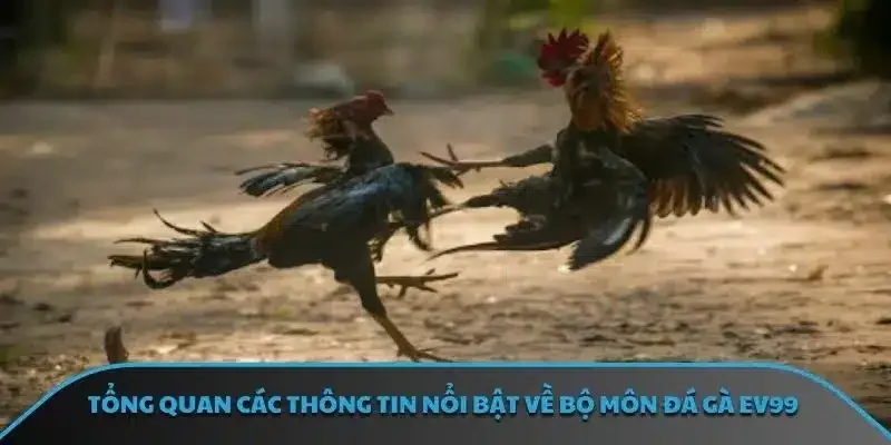 Các hình thức cá cược đá gà được quan tâm nhất 2025